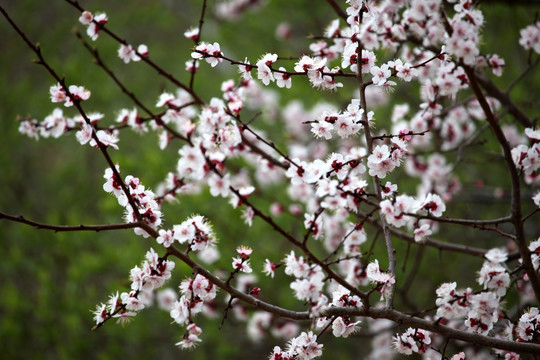 桃红 花朵 花树 春