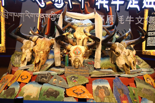西藏牦牛头骨