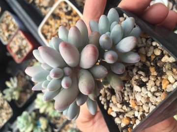 婴儿手指 多肉植物 