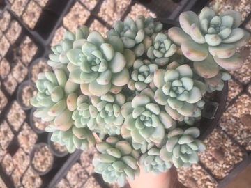劳尔多肉植物 