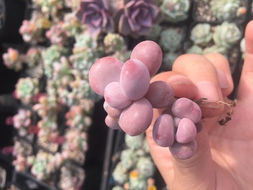 桃蛋 多肉植物 