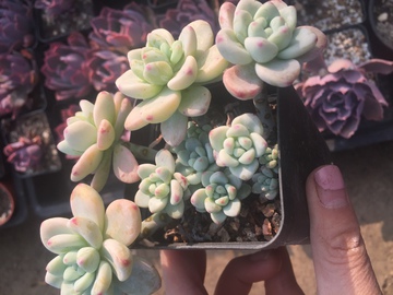 劳尔 多肉植物 