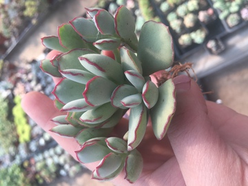 巧克力线 多肉植物 