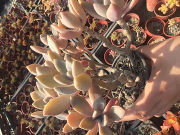 冬美人 多肉植物 