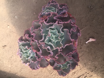 女王花笠 多肉植物 