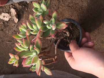 锦晃星 多肉植物 