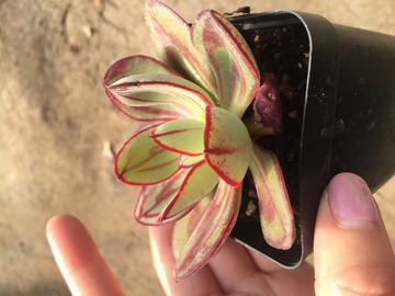 红司 多肉植物 