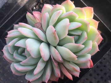 水莲 多肉植物 