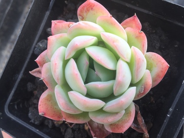 水莲 多肉植物 