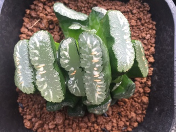 玉扇 多肉植物 