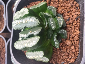 玉扇 多肉植物 