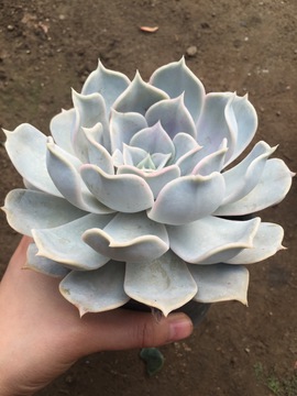 丽娜莲 多肉植物 