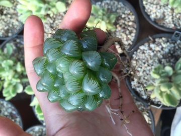 玉露 多肉植物 