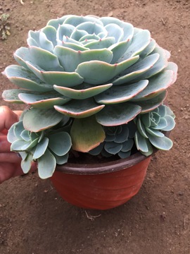 玉蝶 多肉植物 
