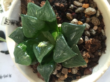 阿寒湖 多肉植物 