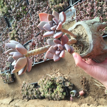 冬美人 多肉植物 