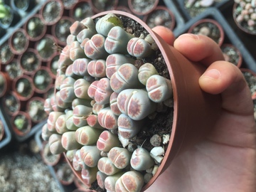 生石花 多肉植物 