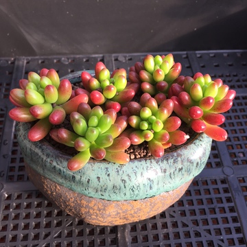 虹之玉 多肉植物 