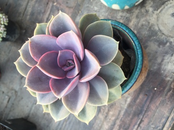 紫珍珠 多肉植物 
