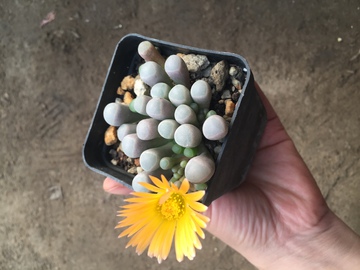 五十铃玉 多肉植物 