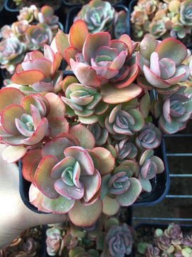 秀岩 多肉植物 