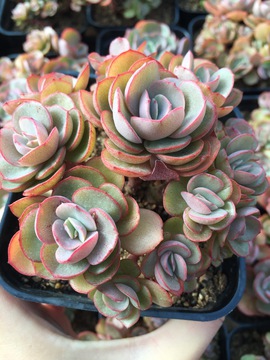 秀岩 多肉植物 