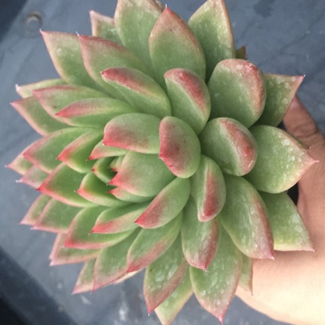 冬云 多肉植物 