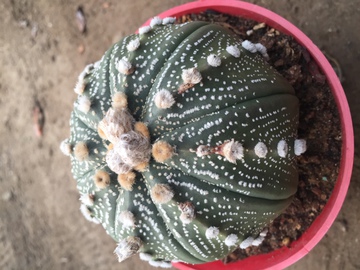 星兜 多肉植物 