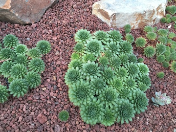 长生草 多肉植物 