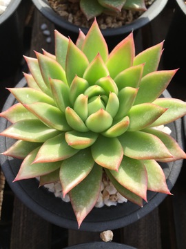冬云 多肉植物 