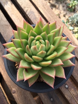 冬云 多肉植物 