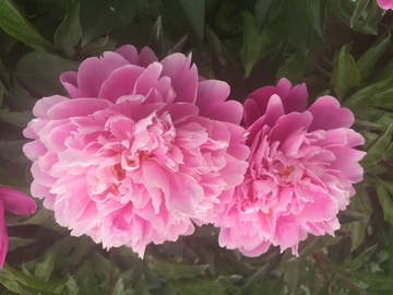 牡丹花 
