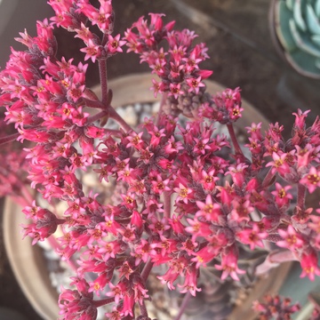 吕千惠花 多肉植物 