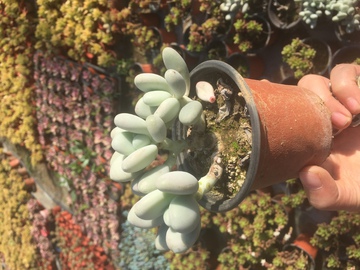 白美人 多肉植物 