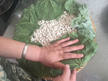 做豆豉 