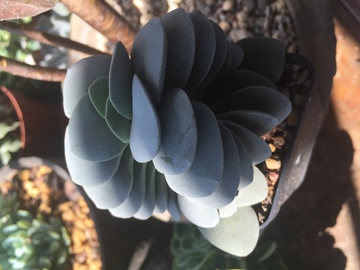 吕千惠 多肉植物 