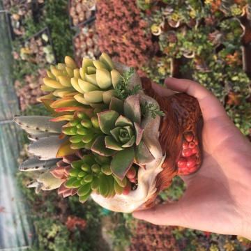多肉盆栽 
