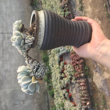 特玉莲 多肉植物 