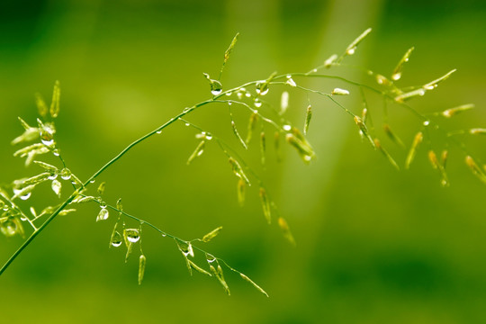 小草雨珠 绿色背景