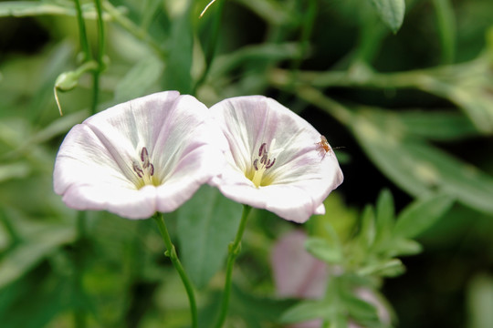 牵牛花喇叭花 小昆虫