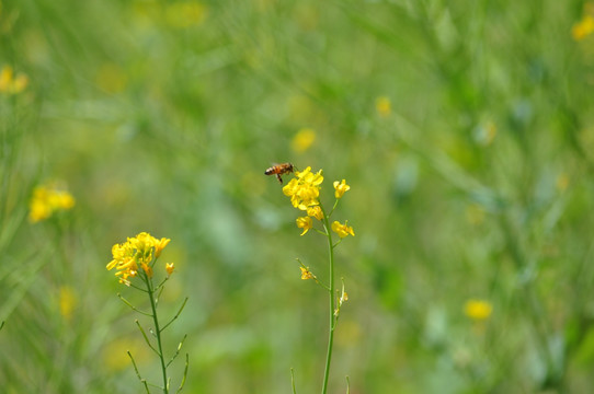 油菜花