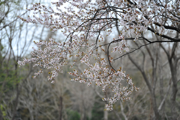 春天的花枝