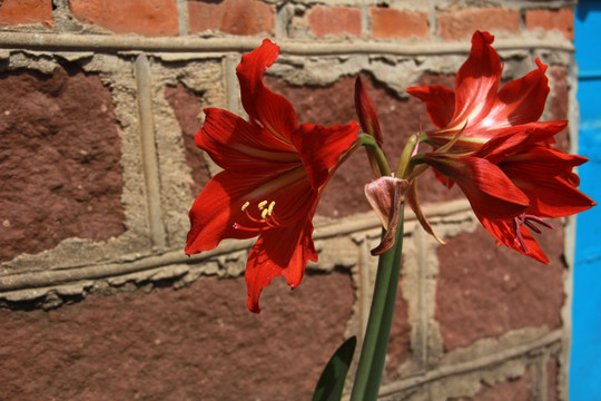 马蹄莲花 并提莲花