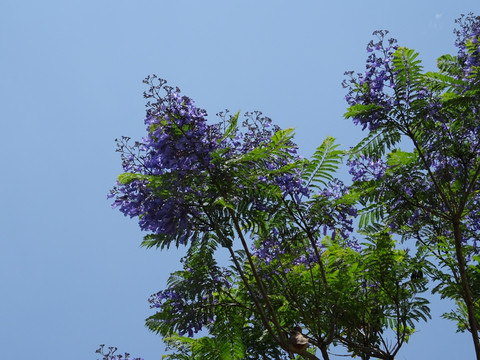 蓝花楹