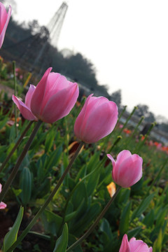 郁金香