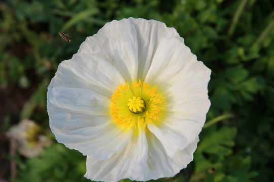 格桑花