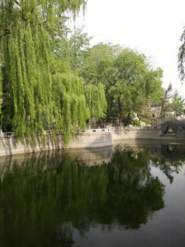 河流湖泊 河畔柳树