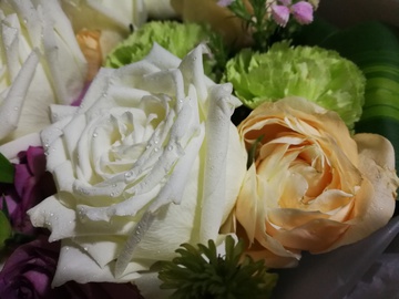 白月季