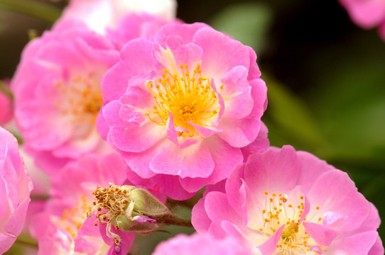 蔷薇花