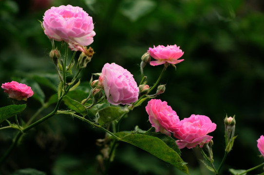 蔷薇花